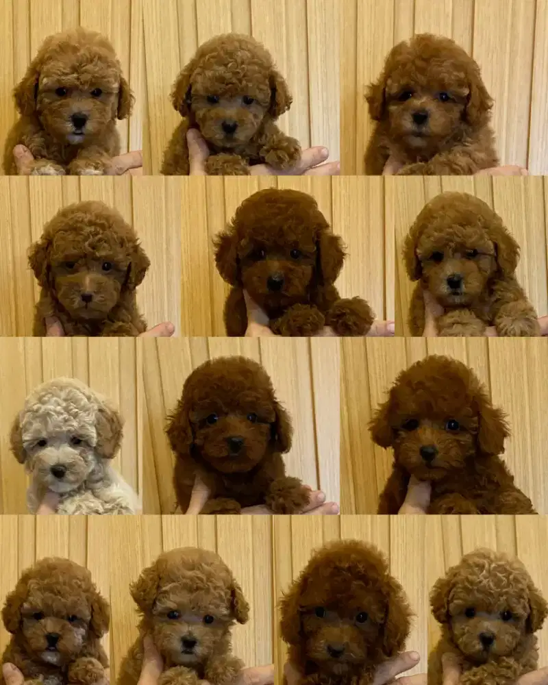 Toy poodle betina jantan stambum