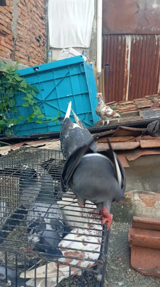 Udh gk ke urus jual aja, burung tinggi,an