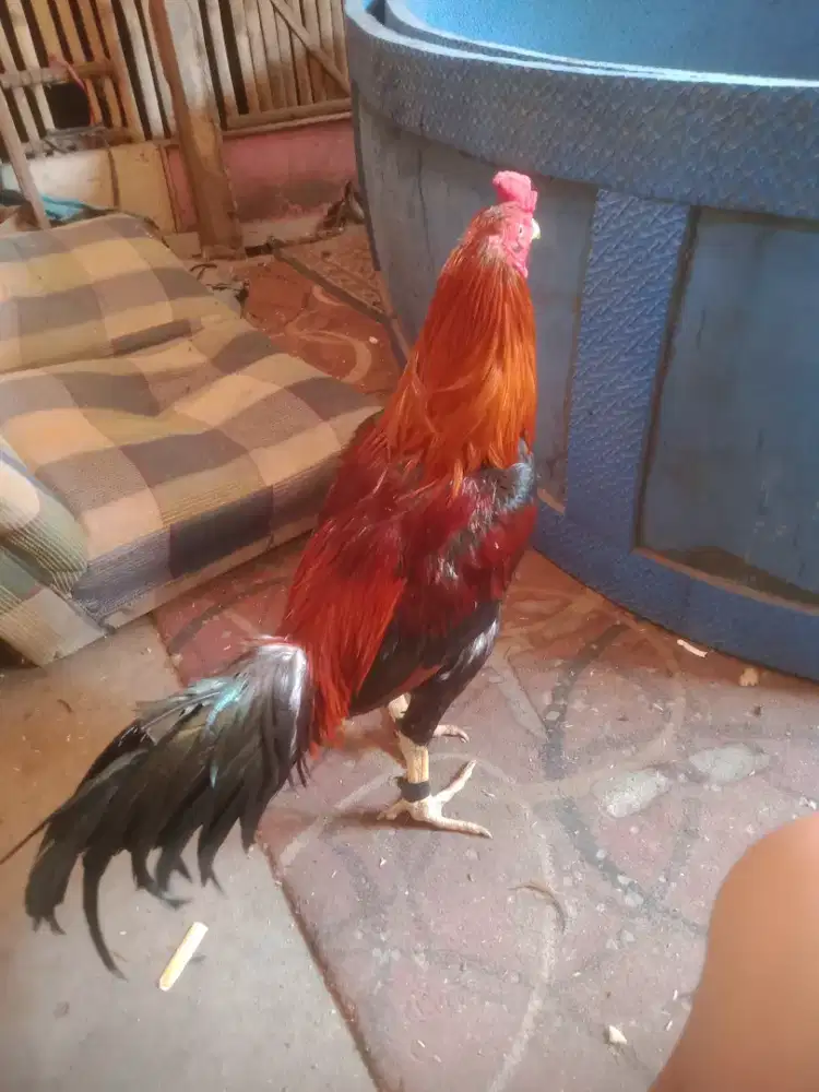 Ayam aseel winn2;x mantap