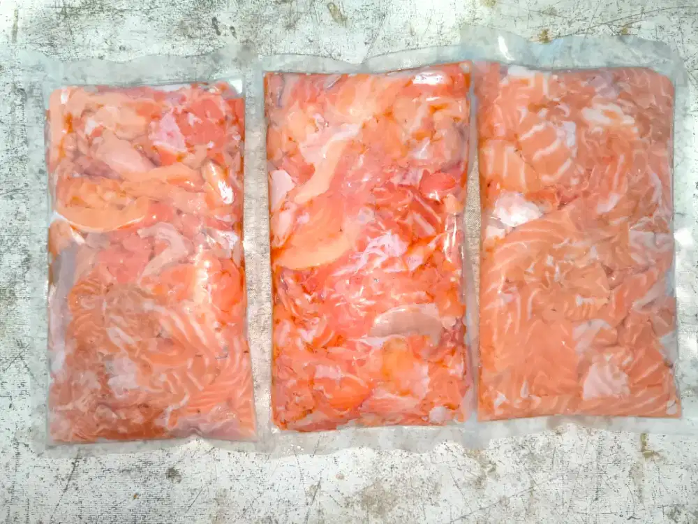 Salmon Fresh untuk mancing