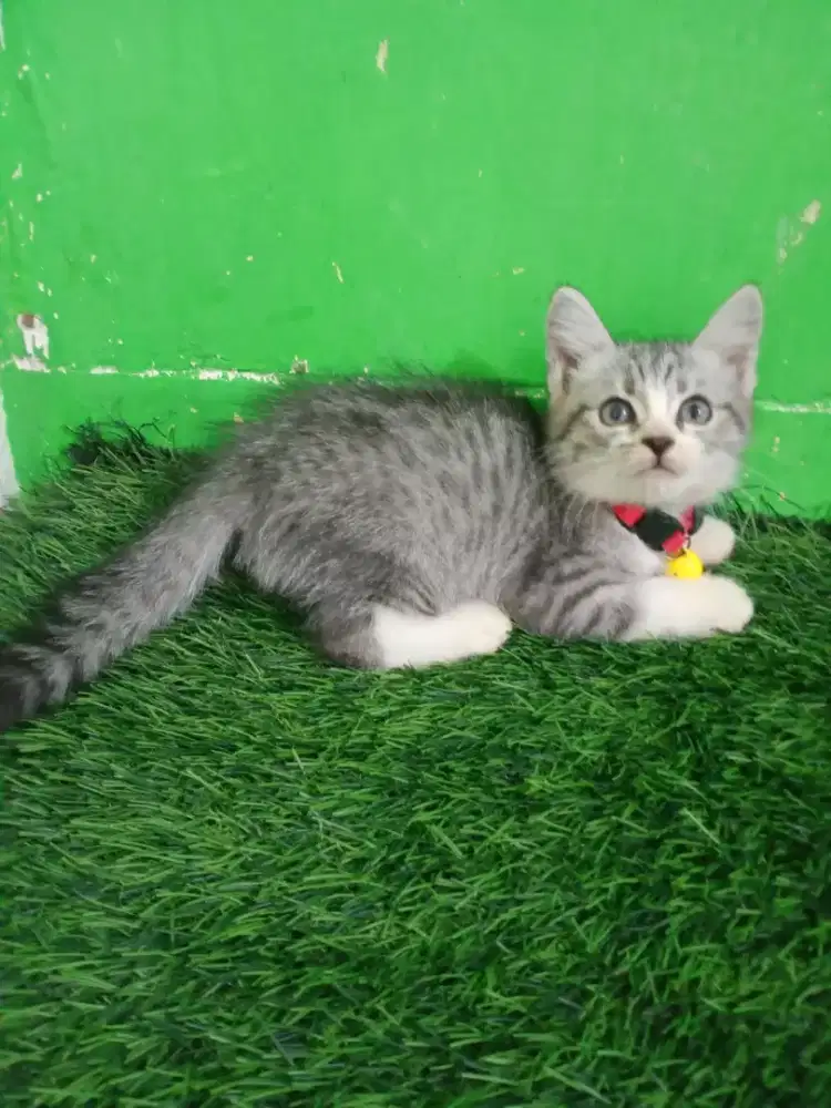 Kitten persia sort hair