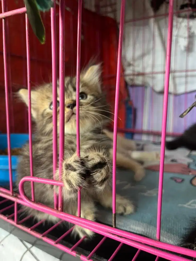 Kitten Persia Betina