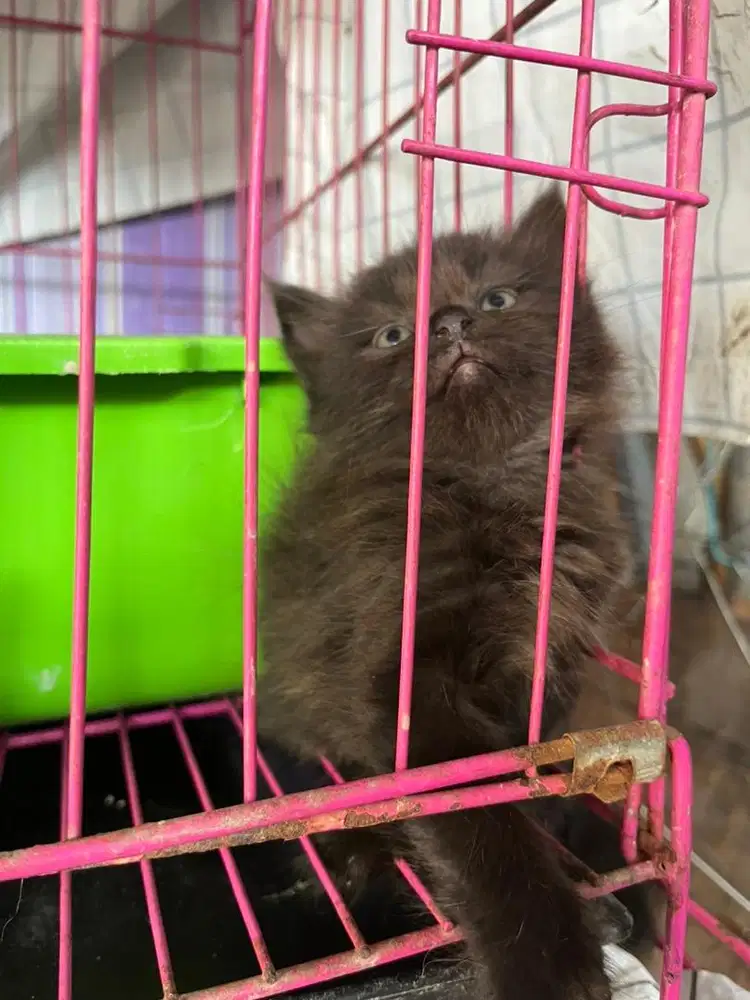 Kitten Persia Betina Black