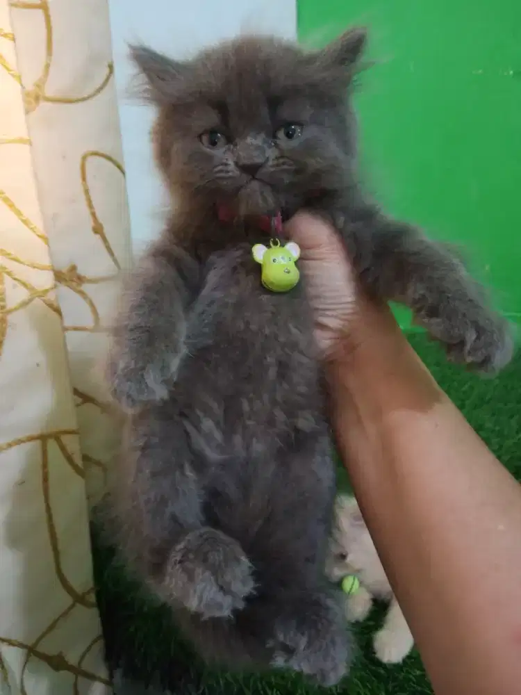 Kitten persia platnose