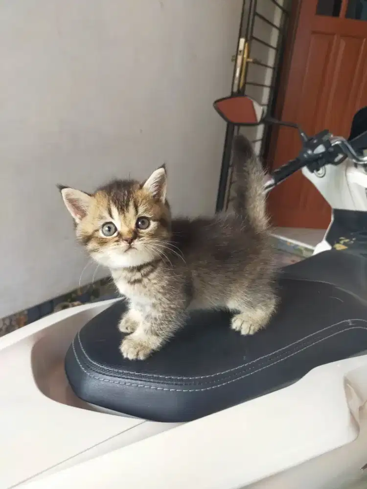 Kucing bsh British shorthair kitten