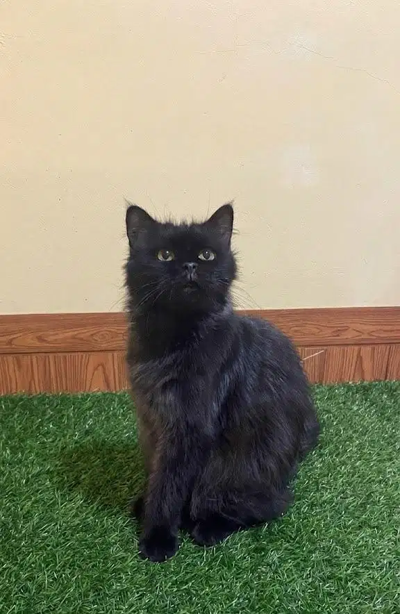 Persia mix mainecoon