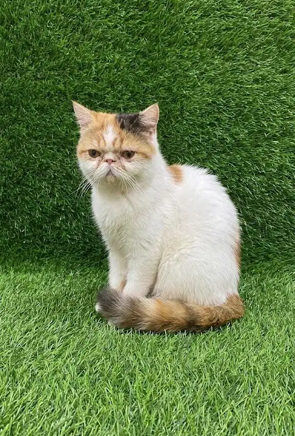 Peaknose exo betina