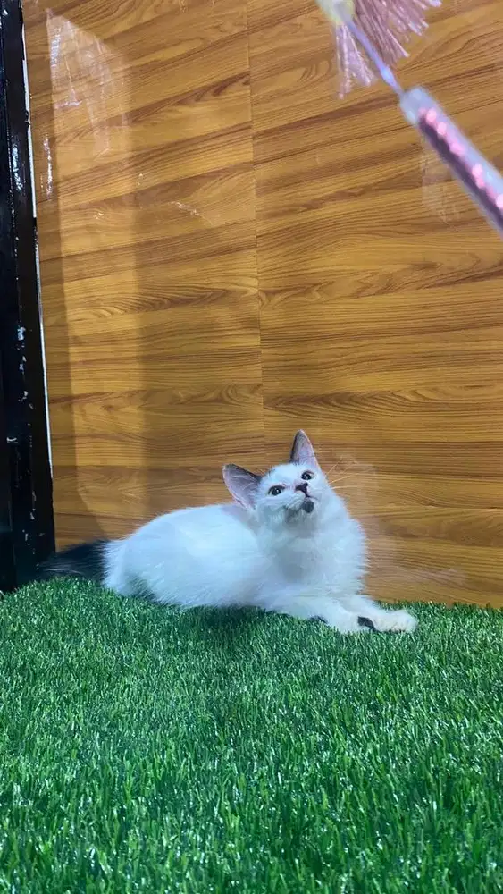 Kitten persia longhair