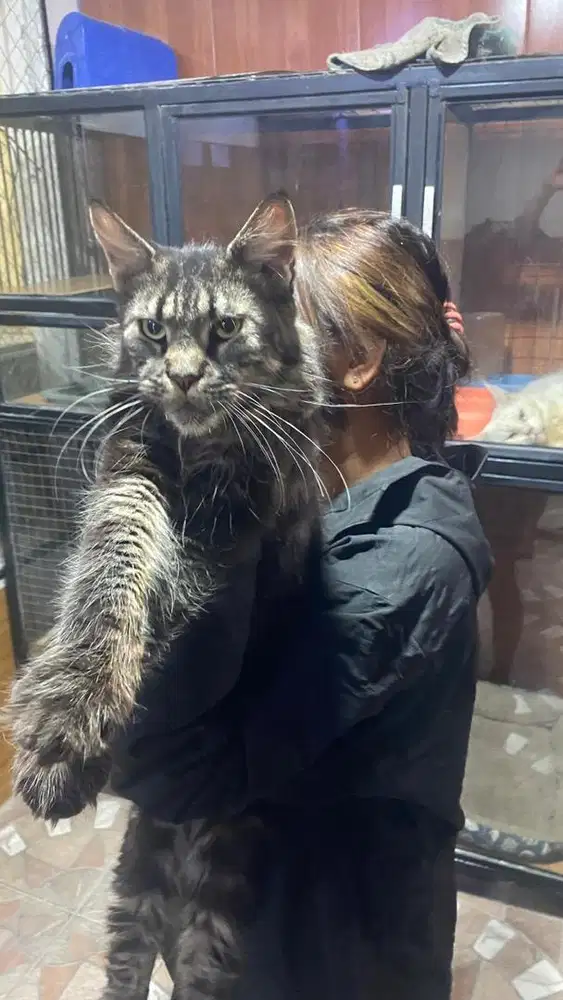 Mainecoon betina