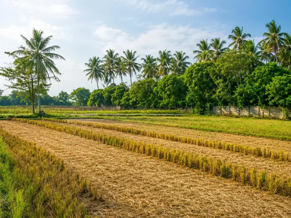 Dijual Tanah di Labuan Panimbang Pandeglang Banten