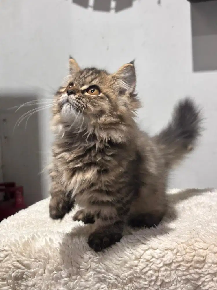 Kucing munchkin betina longhair