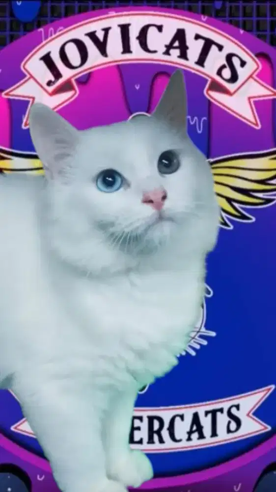 Kucing persia Odd eye