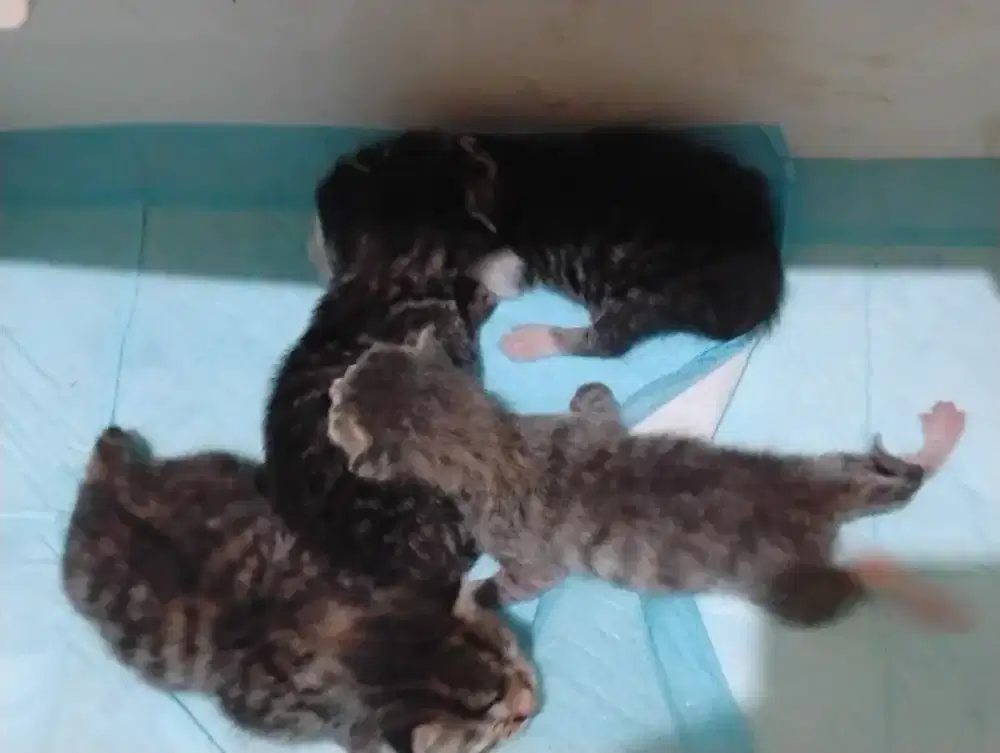 Kucing mom n kitten sepaket