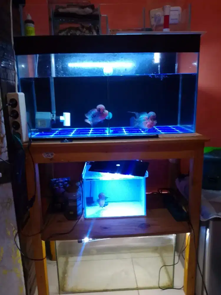 Jual ikan/aquarium