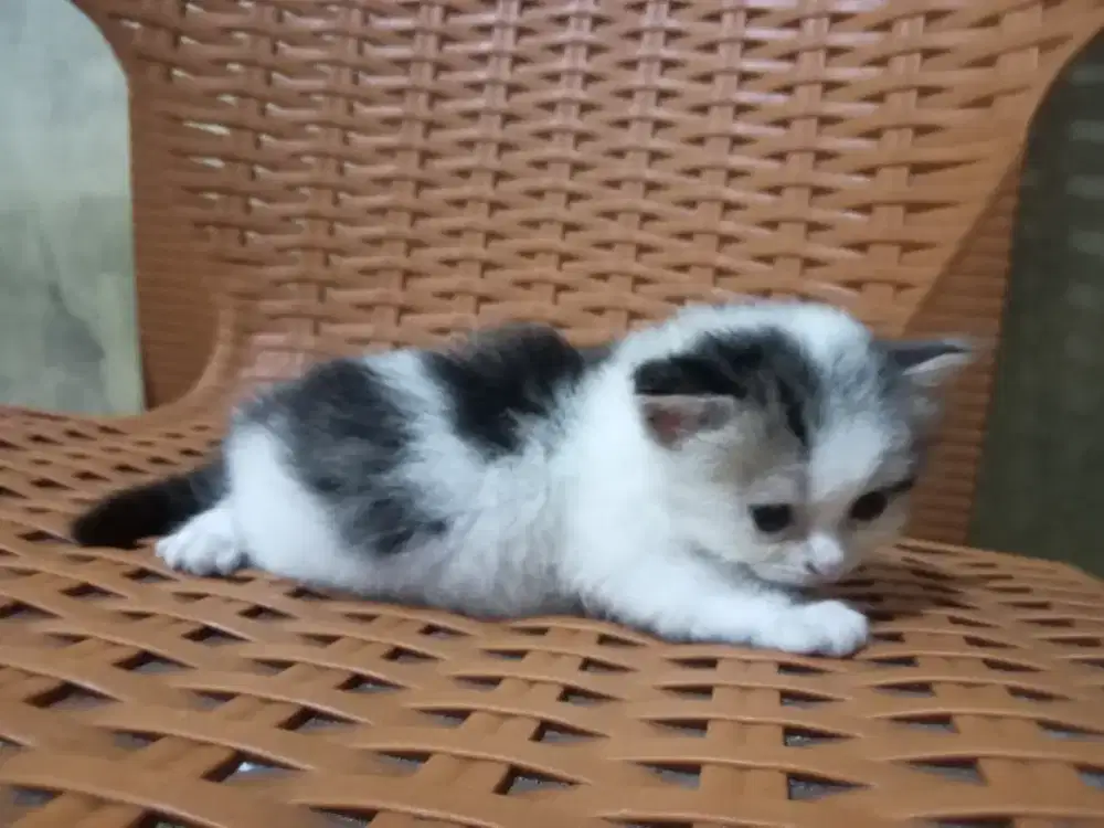 Kitten Persia betina