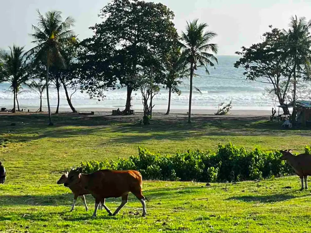 dijual tanah Los pantai kelecung tabanan bali
