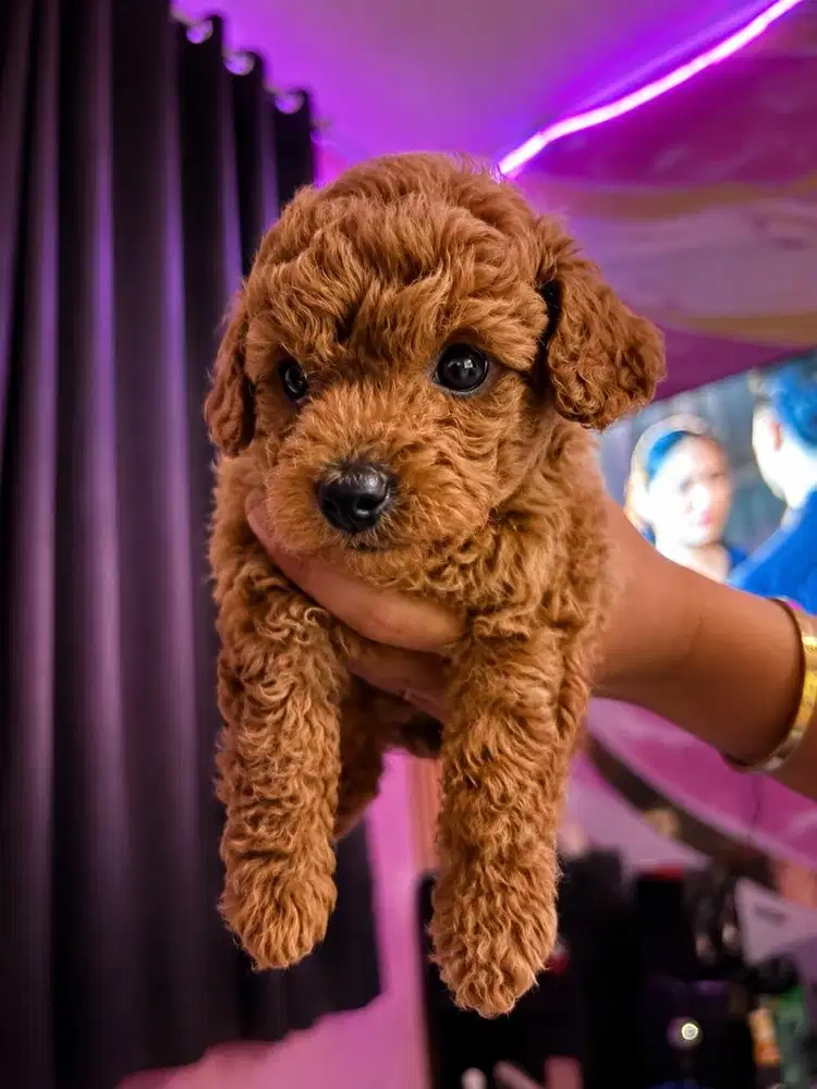 Puppy toy poodle 1month