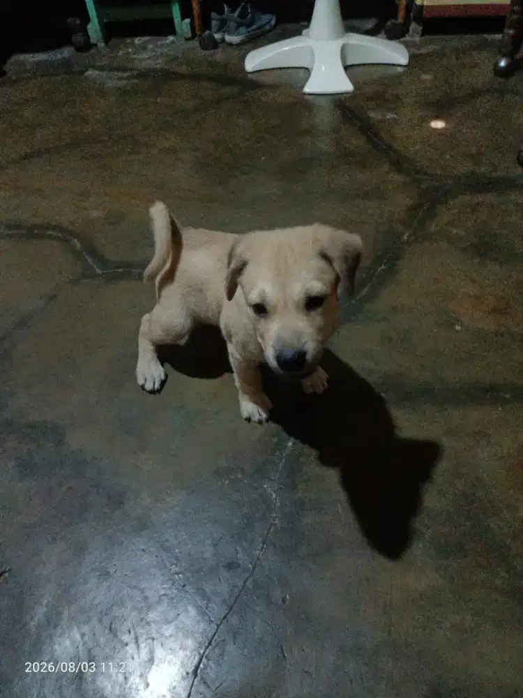 Anak anjing mix rotwiler dan golden