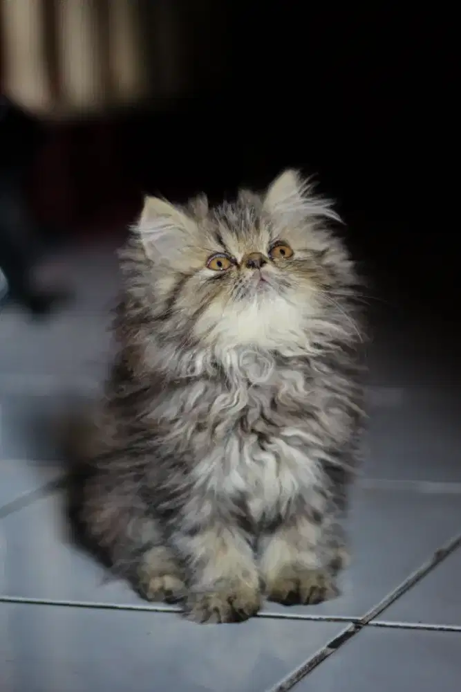 Kucing persia peaknose