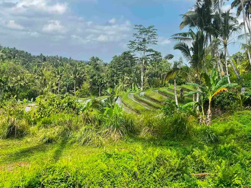 jual tanah kebun view sawah di penebel tabanan bali.