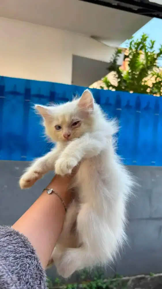 Kucing Anggora Medium