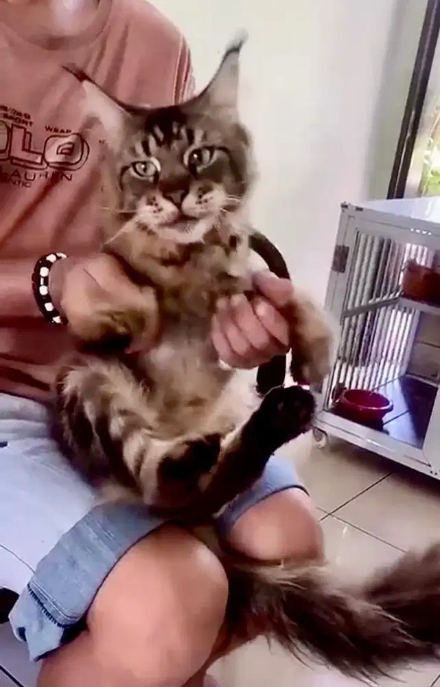 open pacak pejantan mainecoon ped