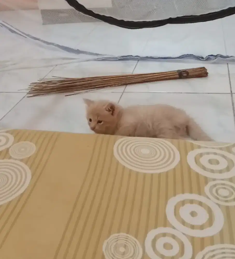 Kiteen Persia jantan