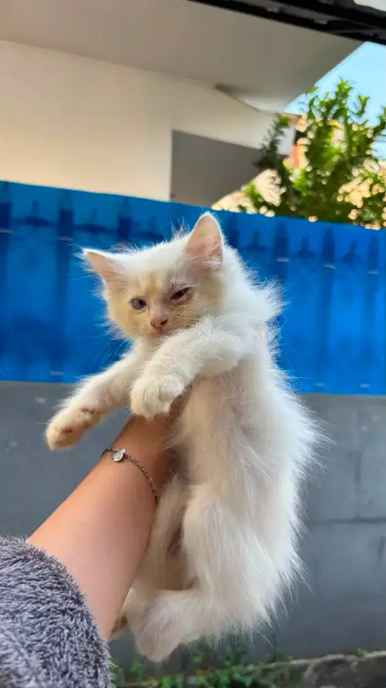 Kucing Anggora Medium