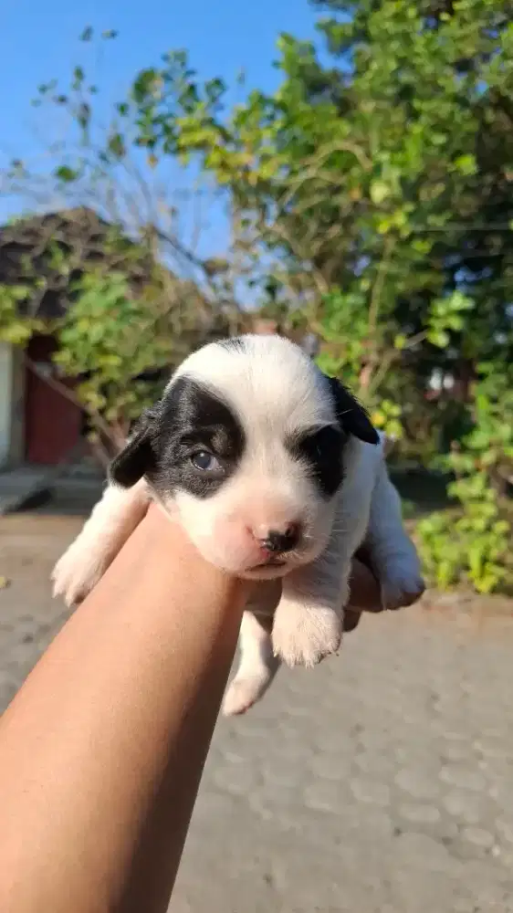 Jual anjing murah