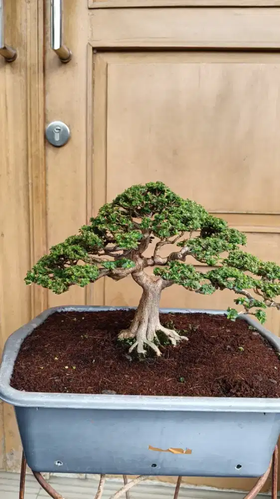 Bonsai Sancang Mini