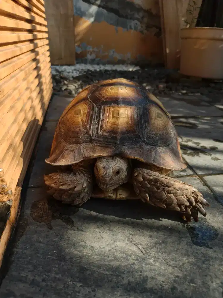 Sulcata BETINA OS 16
