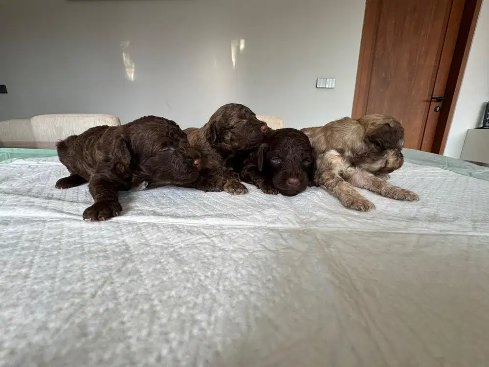 Choco toy poodle puppies