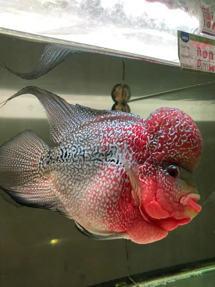 Ikan Louhan Super Red Dragon