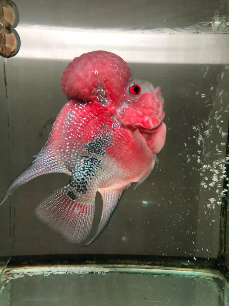 Ikan Louhan SRD Genetik Thailand