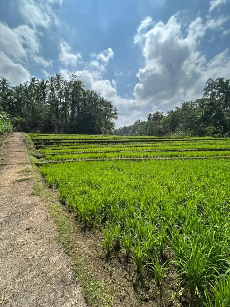DI JUAL TANAH LOS SUNGAI BERBATU VIEW SAWAH