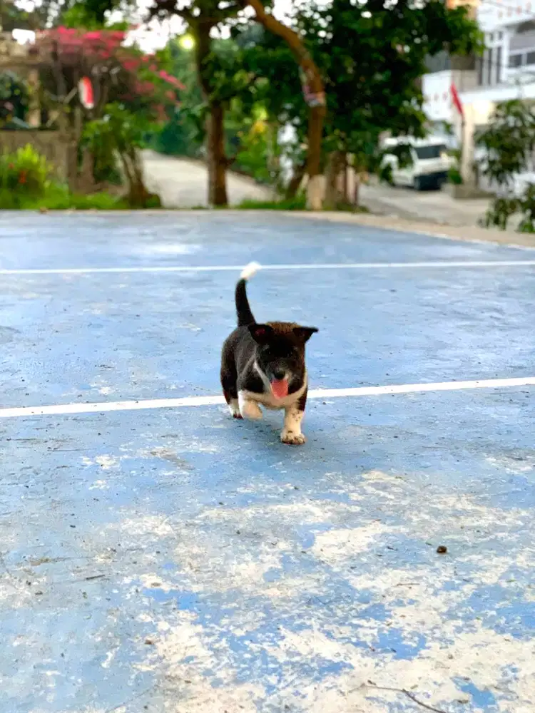 Pitbull Kampung (Pitkam) mix Beagle