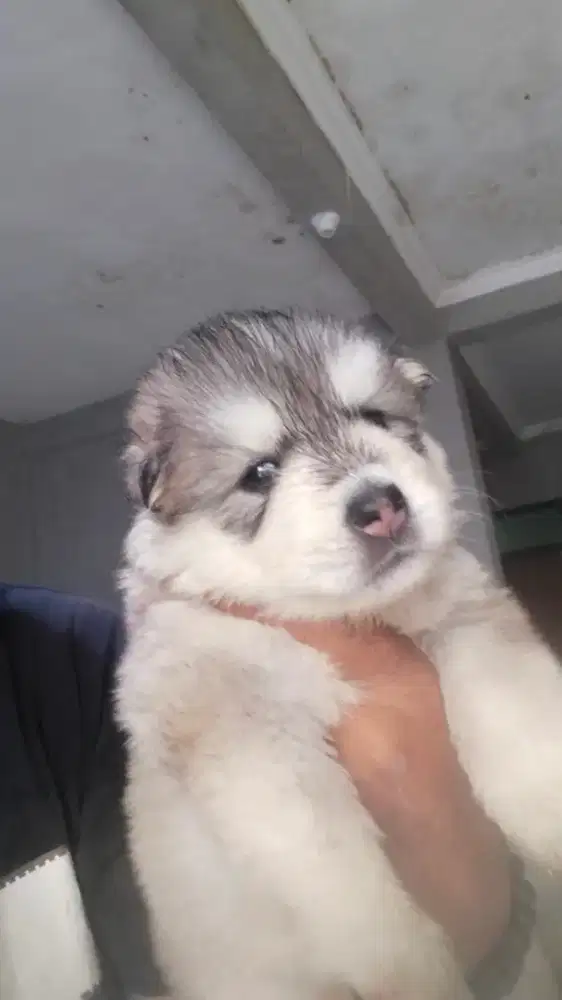 Jual anak Siberian Husky usia 1bln kurang 3 hari