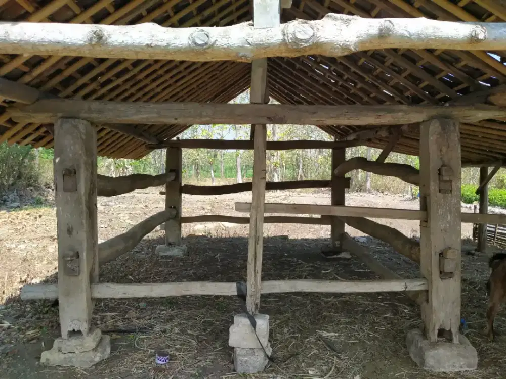 Kandang kebo jati superr