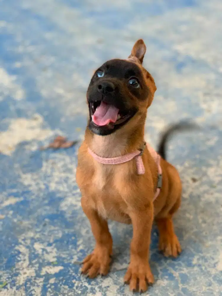 Belgian Malinois mix Kintamani