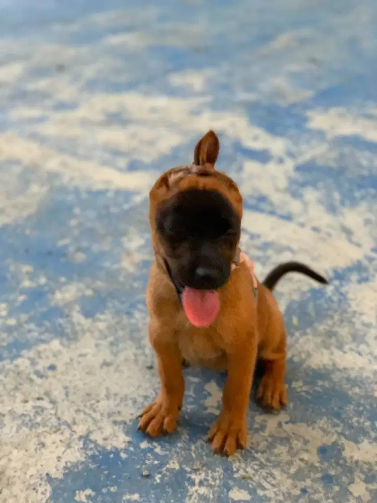 Belgian Malinois mix Kintamani