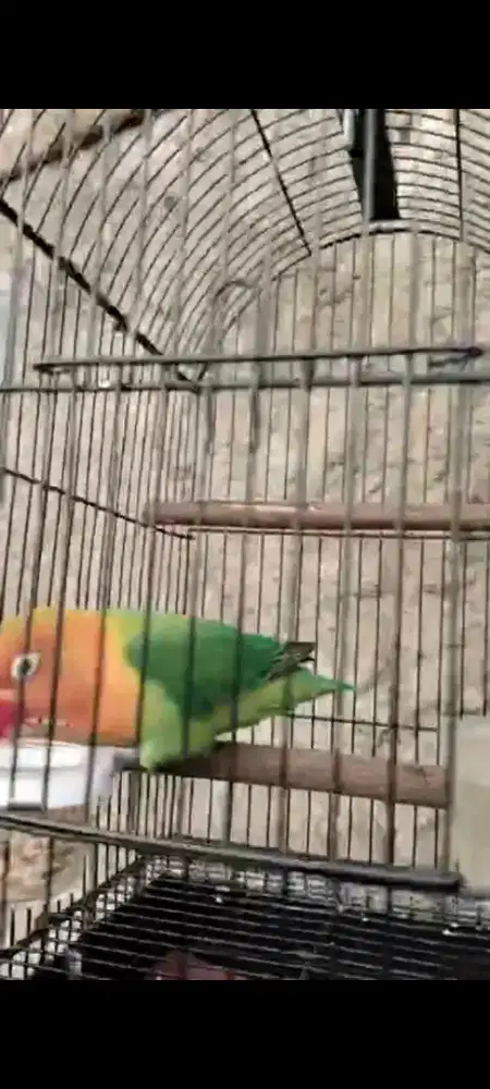 Burung lovebird balibu