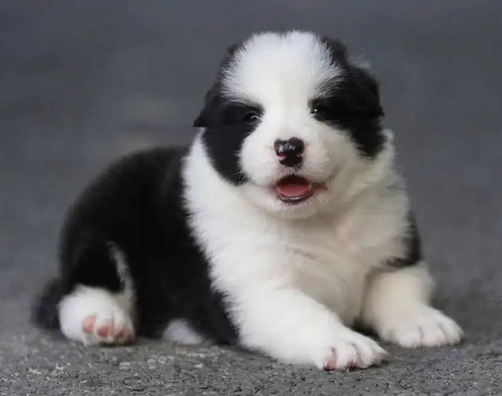 BORDER COLLIE BC