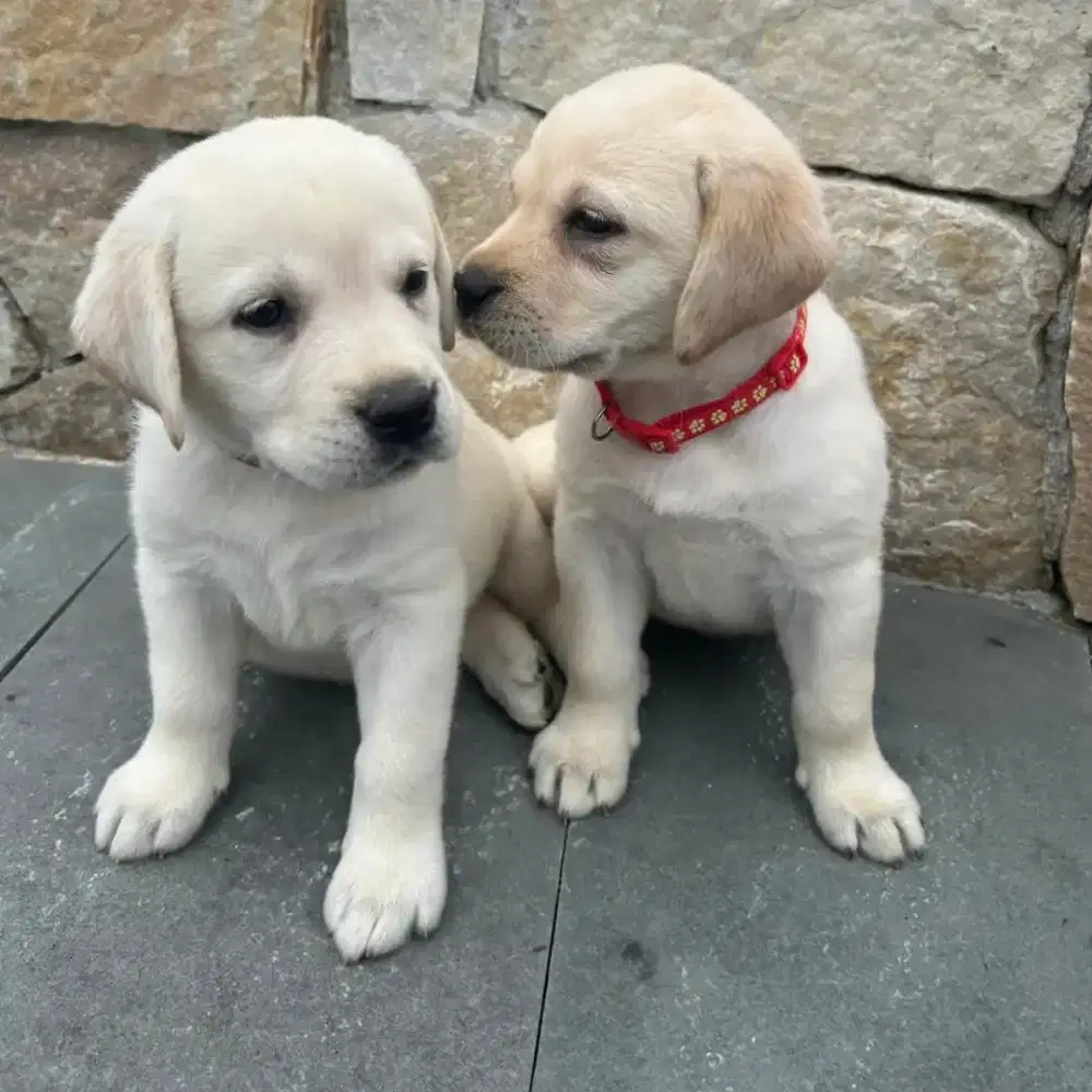LABRADOR RETRIEVER