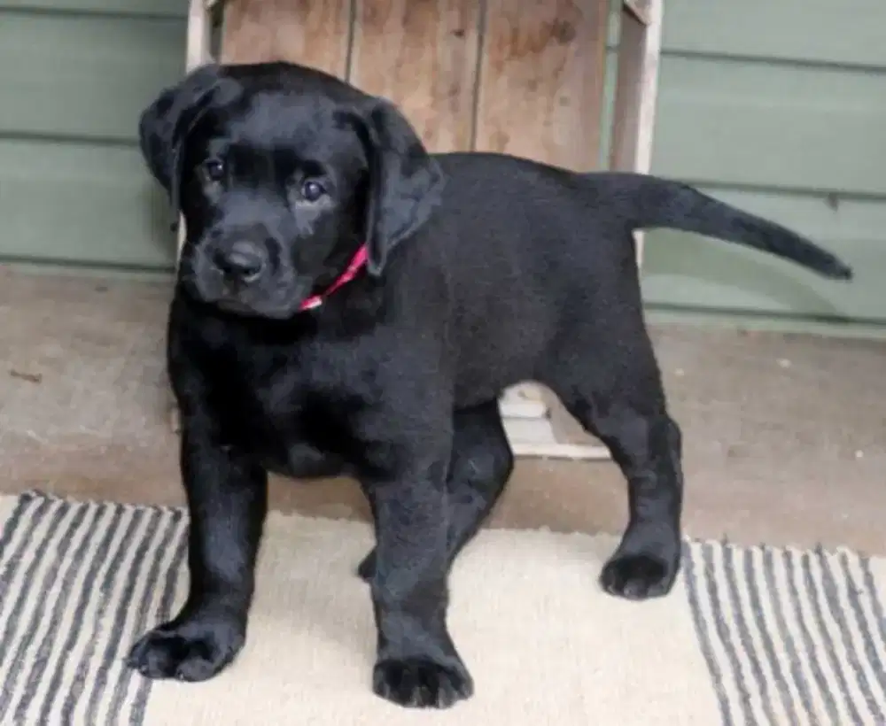 LABRADOR RETRIEVER