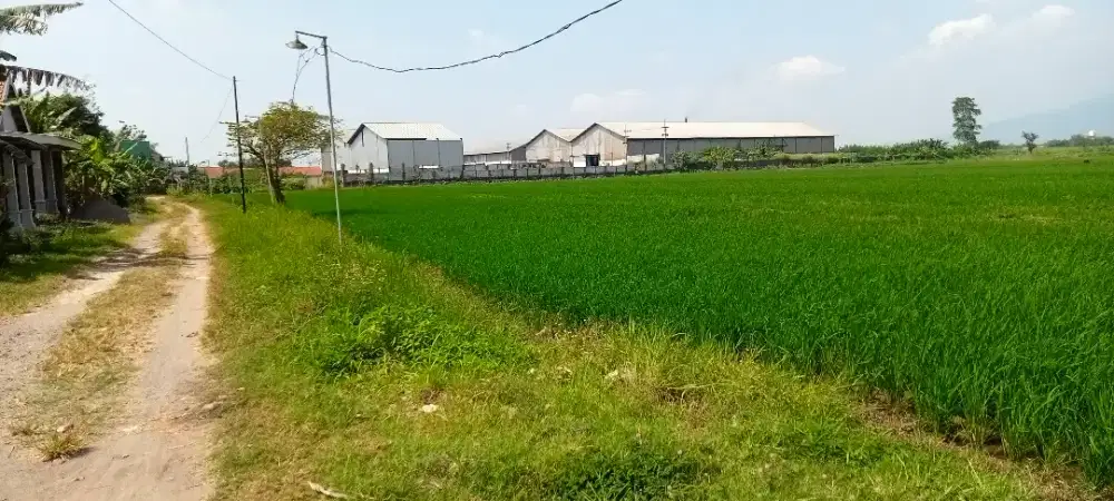 Dijual sawah daerah kebaron