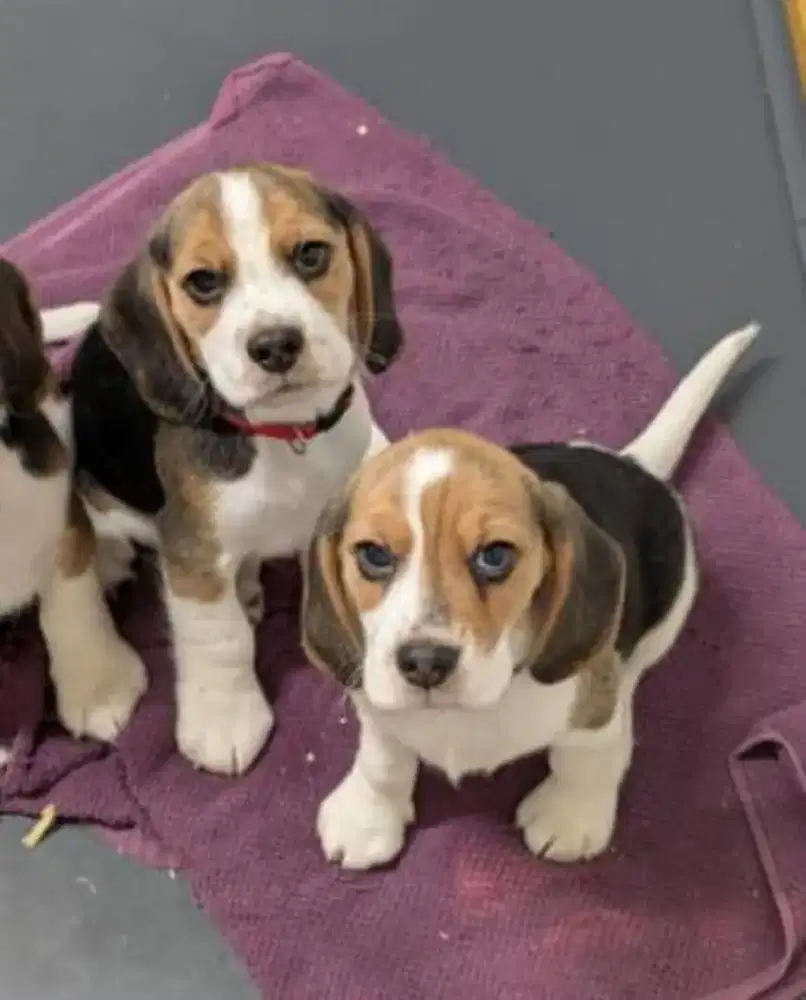 BEAGLE TRI COLOR
