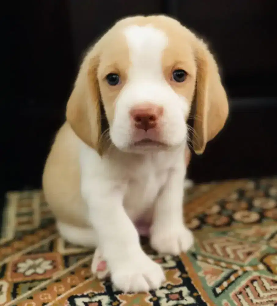 BEAGLE LEMON PUPPY