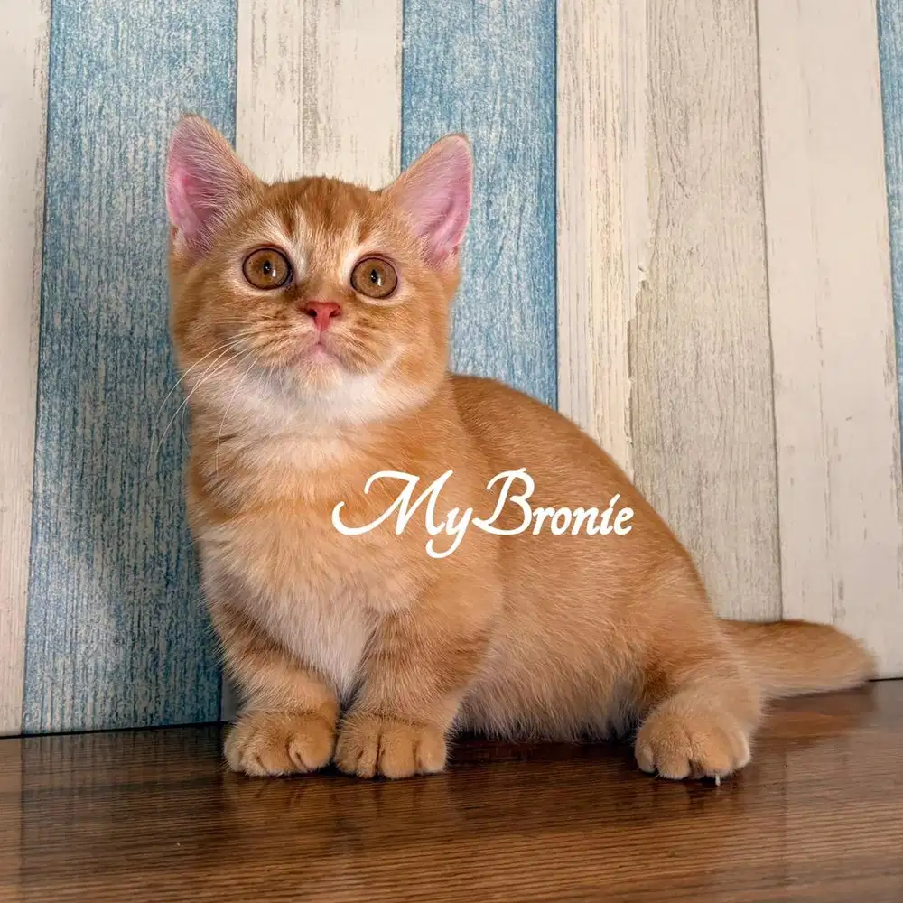 Kucing munchkin shorthair betina