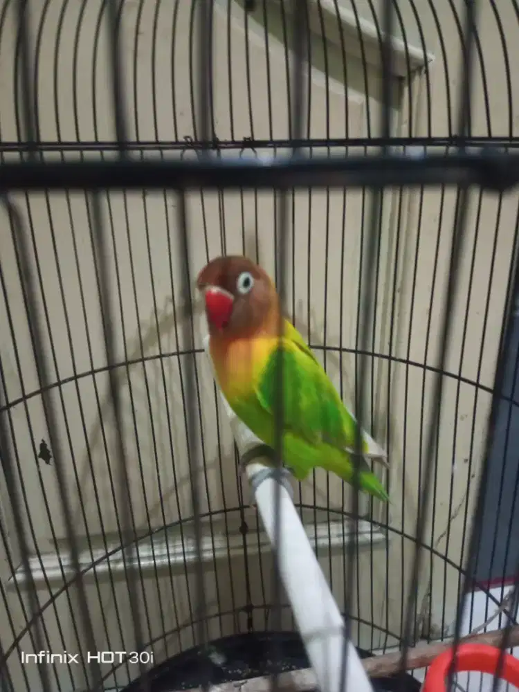 Lovebird josann
