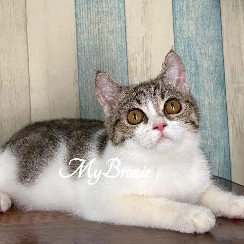 Kucing scottish straight betina cantikk